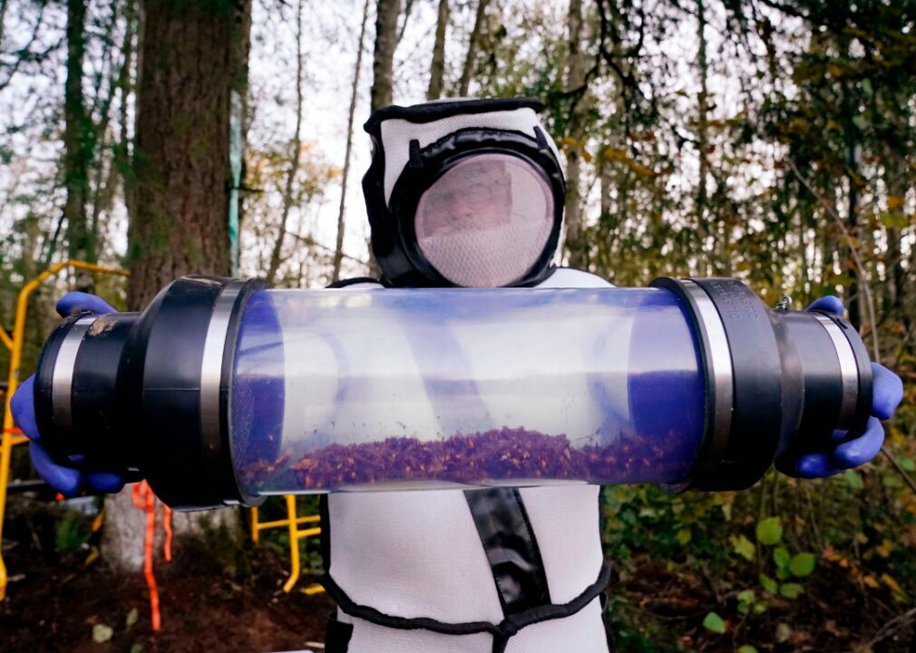 Murder hornets captured in Washington